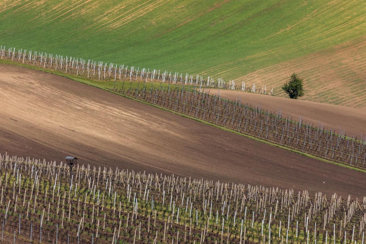 Vinný sklep Vinoza Velké Bílovice Exterior foto